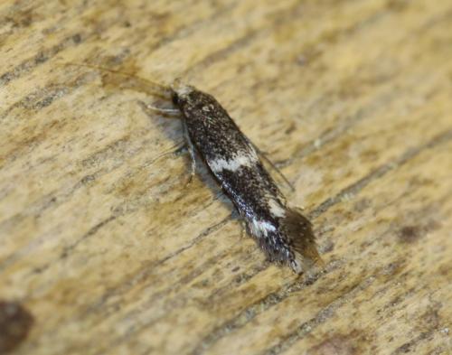 Elachista sp.